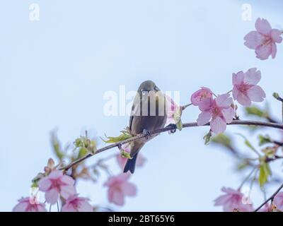 Ein japanisches weißes Auge, auch ein warbling weißes Auge oder Berg weißes Auge, Zosterops japonicus genannt, steht zwischen den Kirschblüten des Frühlings Stockfoto