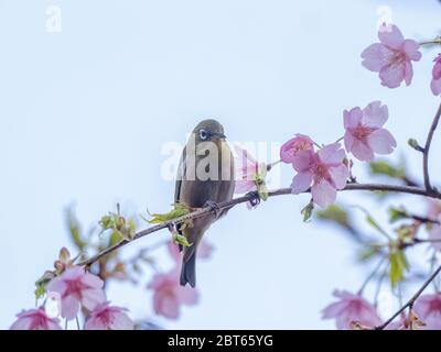 Ein japanisches weißes Auge, auch ein warbling weißes Auge oder Berg weißes Auge, Zosterops japonicus genannt, steht zwischen den Kirschblüten des Frühlings Stockfoto