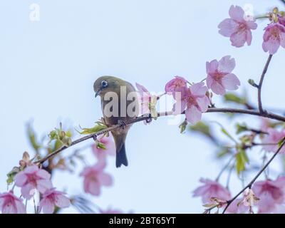 Ein japanisches weißes Auge, auch ein warbling weißes Auge oder Berg weißes Auge, Zosterops japonicus genannt, steht zwischen den Kirschblüten des Frühlings Stockfoto