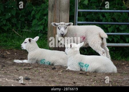 Drei Lämmer auf einem Bauernhof Stockfoto