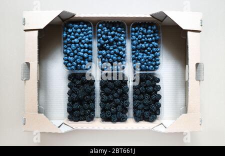 Gruppe von Plastikbehältern mit frischen Blaubeeren und Brombeeren in einer Kartonbox versandbereit. Standard Obst und Beeren Lieferung packagi Stockfoto