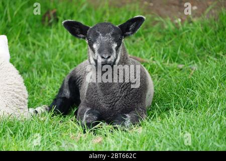 Baby schwarzes Lamm sitzt auf grünem Gras Stockfoto