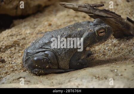 Rana arvalis, im Zoo Stockfoto