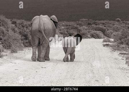 Elefantenkuh Loxodonta Africana und Kalb wandern auf einer Schotterstraße im Addo Elephant Park, Eastern Cape Province, Südafrika in Sepia-Farbe Stockfoto