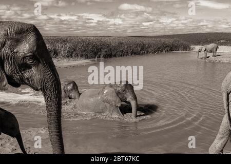 Zuchtherde von Elephant Loxodonta Africana bei der Verpaarung in einem Damm im Addo Elephant Park, Eastern Cape Province, Südafrika Stockfoto