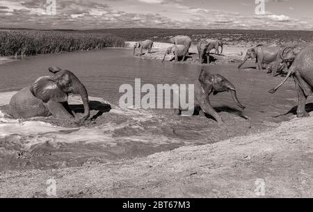 Zuchtherde von Elephant Loxodonta Africana bei der Verpaarung in einem Damm im Addo Elephant Park, Eastern Cape Province, Südafrika Stockfoto