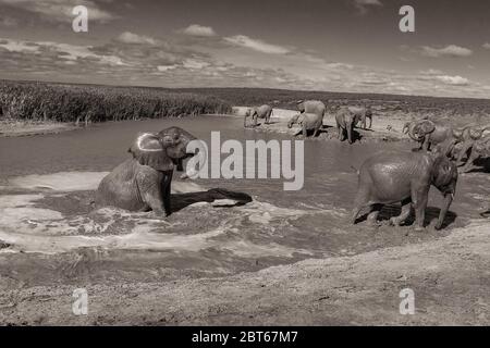 Zuchtherde von Elephant Loxodonta Africana bei der Verpaarung in einem Damm im Addo Elephant Park, Eastern Cape Province, Südafrika Stockfoto