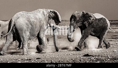 Elefantenbullen Loxodonta Africana in einem Kampf um territoriale Dominanz, Etosha Reserve, Namibia Stockfoto