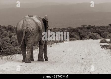 Elefantenkuh Loxodonta Africana ein großes afrikanisches Tier, das auf einer Schotterstraße entlang geht Addo Elephant Park, Eastern Cape Province, Südafrika Stockfoto