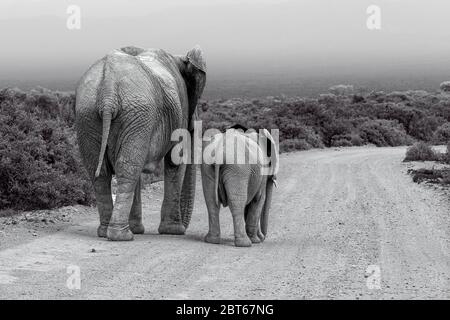 Elefantenkuh Loxodonta Africana ein großes afrikanisches Tier mit Kalb, das auf einer Schotterstraße entlang geht Addo Elephant Park, Eastern Cape Province, Südafrika Stockfoto