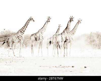 Eine hohe Sepia-getönte kleine Gruppe Giraffe, Giraffa Camelopardalis, Etosha Nationalpark, Namibia Stockfoto