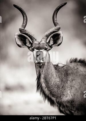 Kudu-Bulle mit seinen Spiralhörnern im frühen Morgenlicht Addo Elephant Park, Eastern Cape Province Südafrika Stockfoto