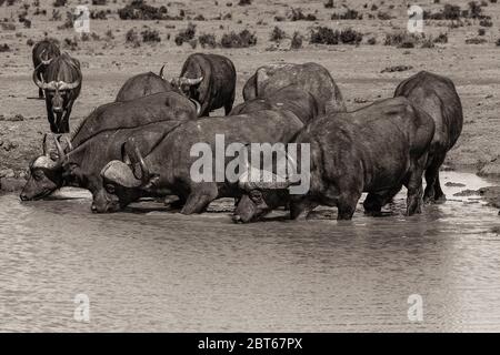 Eine kleine Büffelherde Syncerus cafferat das Wasser, das ihren Durst löscht, Addo Elephant Park, Ostkap Provinz, Südafrika Stockfoto