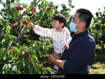 Peking, China. Mai 2020. Besucher pflücken Kirschen am Eröffnungstag des 20. Haidian District Cherry Festival in einem Kirschgarten in Beijing Fenghuangling landschaftlich schönen Ort im Haidian District, Peking, Hauptstadt von China, 23. Mai 2020. Kredit: Ren Chao/Xinhua/Alamy Live News Stockfoto