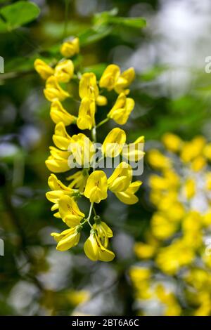 Gelbe Robinia-Blüten, geeignet für pharmakologische oder kulinarische Zwecke. Stockfoto