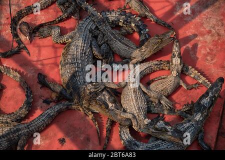 Baby-Krokodile auf einer Krokodilfarm Stockfoto
