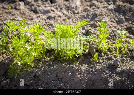 Junge Möhren wachsen im Garten. Bio-grüne Lebensmittel Hintergrund. Natürliche pflanzliche Mahlzeit Pflanze Stockfoto