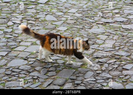 Schildkröte Schildkröte flauschige Katze auf der anderen Seite der Kopfsteinpflasterstraße, Salvador, Bahia, Brasilien Stockfoto