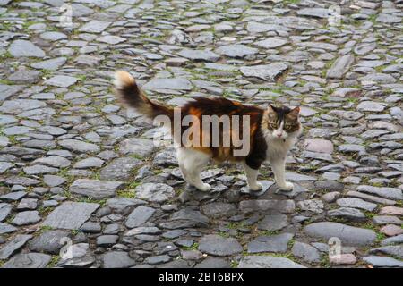 Schildkröte Schildkröte flauschige Katze auf der anderen Seite der Kopfsteinpflasterstraße, Salvador, Bahia, Brasilien Stockfoto