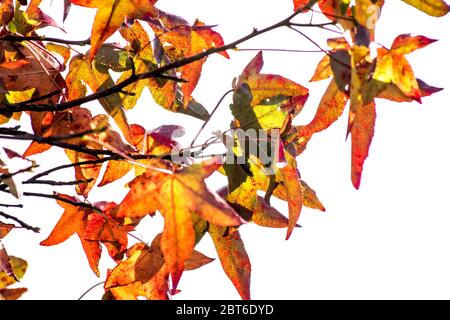 Herbstblätter gegen einen weißen Hintergrund Stockfoto