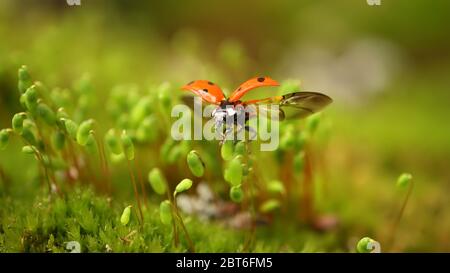 Nahaufnahme der Tierwelt eines Marienkäfer im grünen Gras im Wald. Makrokosmos in freier Wildbahn. Coccinella septempunctata, der Marienkäfer mit sieben Flecken, ist der MOS Stockfoto