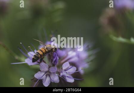 Bunte Wildblumen. Unkraut auf der Weide. Wildtiere. Bestäubung von Blumen. Natürliche Schönheit. Ländliche Gegend. Stockfoto