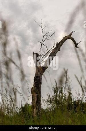 Einsamer verwelkter Baum. Außerhalb der Stadt. Verrottes Holz. Zerstörte Natur. Ein Baum ohne Rinde. Stockfoto