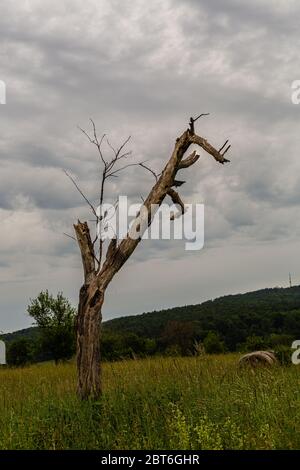 Einsamer verwelkter Baum. Außerhalb der Stadt. Verrottes Holz. Zerstörte Natur. Ein Baum ohne Rinde. Stockfoto