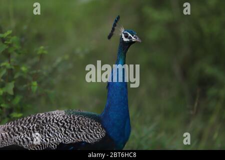 peacock Nahaufnahme auf Natur grünen Hintergrund Stockfoto
