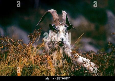 Feral Goat, Galloway Forest Park Stockfoto