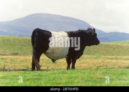 Belted Galloway Bull von Newton Stewart, Wigtownshire Stockfoto