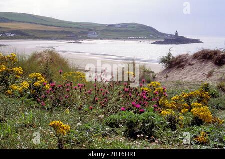 Port Logan Bay mit wilden Blumen und Sanddünen, Rhinns of Galloway Stockfoto