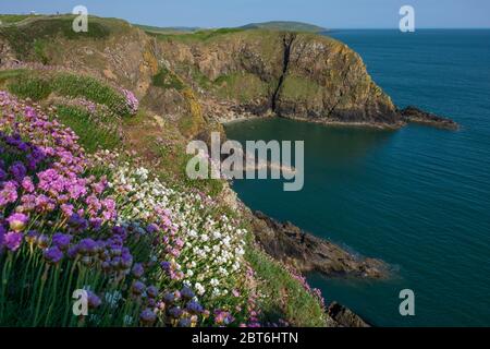 Wilde Blumen auf den Klippen von Balcary Heuchs Stockfoto
