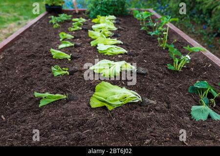 Junge Sämlinge aus Salat, Erdbeeren, Walderdbeeren für die Pflanzung in einem hölzernen Gemüsegarten vorbereitet Stockfoto