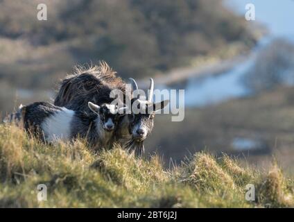 Feral Ziegen, Talnotry Stockfoto