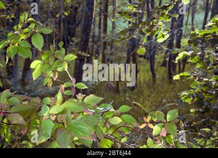 Junge Rehe Hirsche im Wald Stockfoto