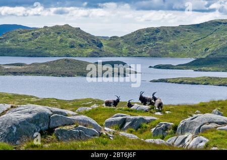 Verwilderte Ziegen, Loch Enoch, Galloway Forest Park Stockfoto