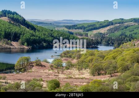 Einheimischer Eichenwald im Glen Trool, Galloway Forest Park Stockfoto