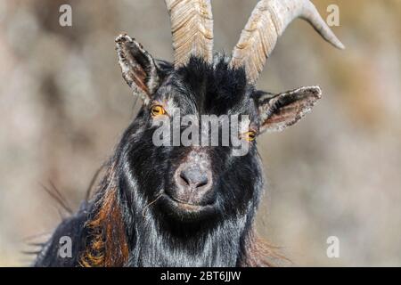 Feral Goat Porträt Stockfoto