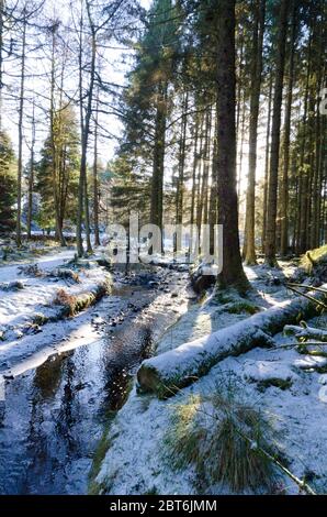 Kennick Burn und Forstwirtschaft von Laurieston im Winter Schnee Stockfoto