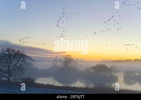 Threave Estate Nature Reserve in der Dämmerung mit Gänsen Stockfoto