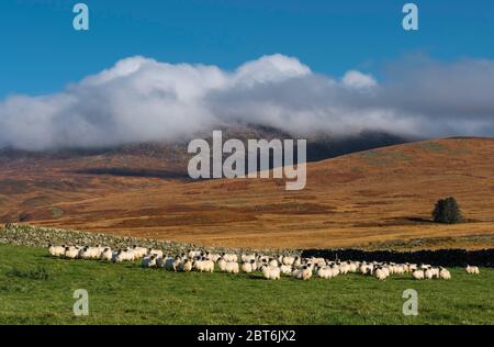 Cairnsmore Flotte mit Nebel und Schafen im Winter Stockfoto