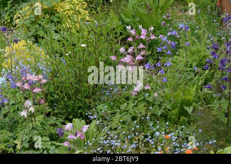 Eine Mischung aus alten Gartenpflanzen Blumen und Kräuter wachsen in einem Garten Stockfoto