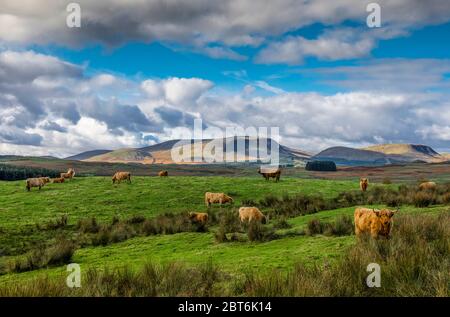 Cairnsmore von Carsphairn, mit Hochlandrindern im Vordergrund Stockfoto