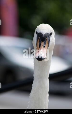 Nahaufnahme eines eleganten Schwanenkopfes Stockfoto