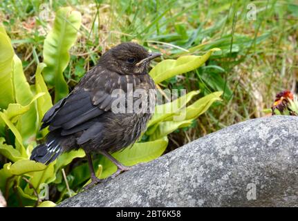 Eine junge junge junge Amsel, die auf einem Stein im Garten steht Stockfoto