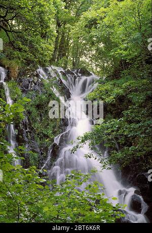 Pulhowan Burn, das durch den Wald von Cree, RSPB Reserve, Wigtownshire, kaskadiert wird Stockfoto