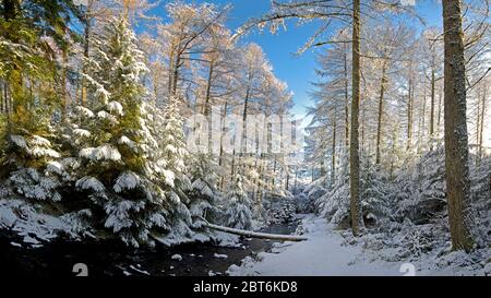 Kennick Burn und Forstwirtschaft von Laurieston im Winter Schnee Stockfoto