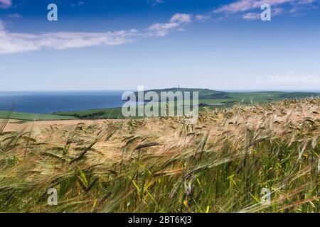 Straße zum Mull of Galloway und Gerstenfeld. Stockfoto