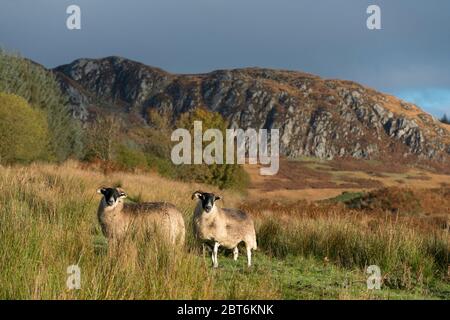 Zwei Schwarzgesicht-Mutterschafe in den Clints of Dromore, Cairnsmore des Fleet National Nature Reserve Stockfoto